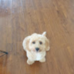 Meet your Posher, Annie